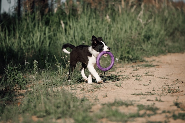 Cachorro de perro border collie blanco y negro con tirador