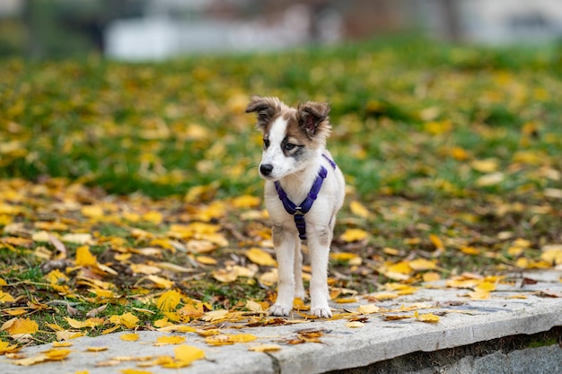 Foto cachorro de perro border collie en el parque otoño