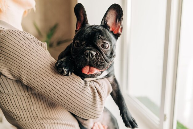 Cachorro de perro bulldog francés negro joven con mancha blanca sentada en el interior de la casa mujer está acariciando a un cachorro