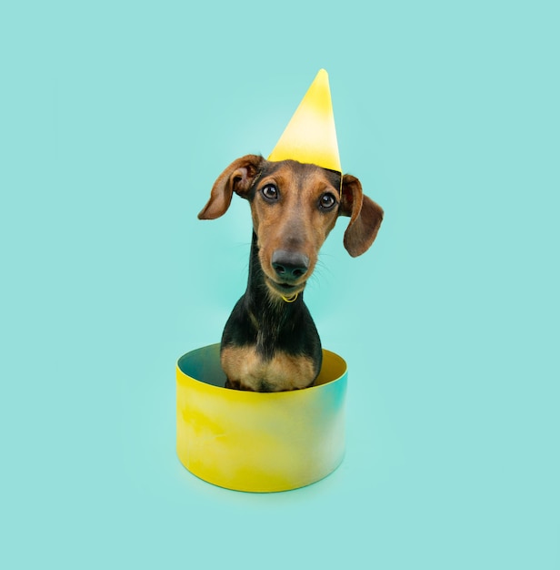 Cachorro de perro celebrando cumpleaños o aniversario Dachshund dentro de una caja de regalo aislada sobre fondo azul