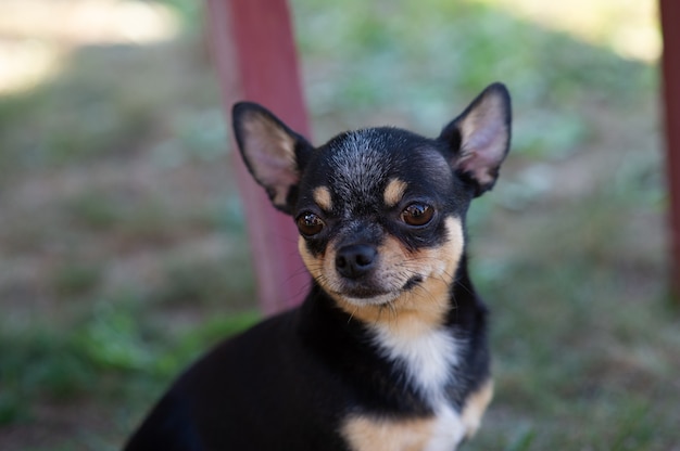 Un cachorro de perro chihuahua de pura raza negro y fuego de pie en el césped