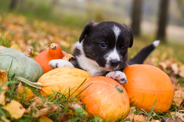 cachorro de perro corgi con calabazas