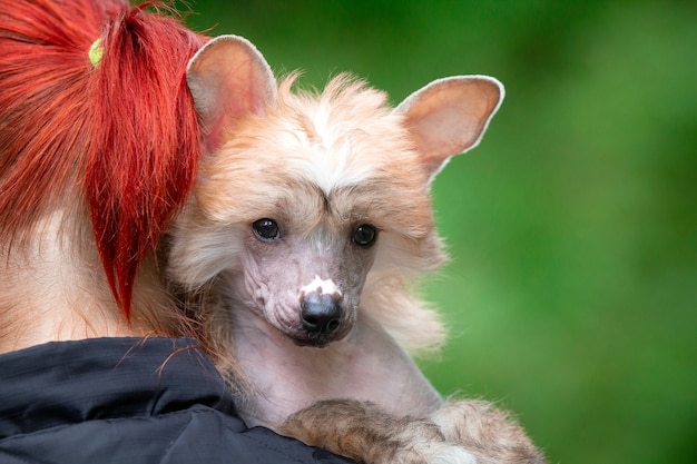 Cachorro de perro crestado chino en el hombro del ser humano