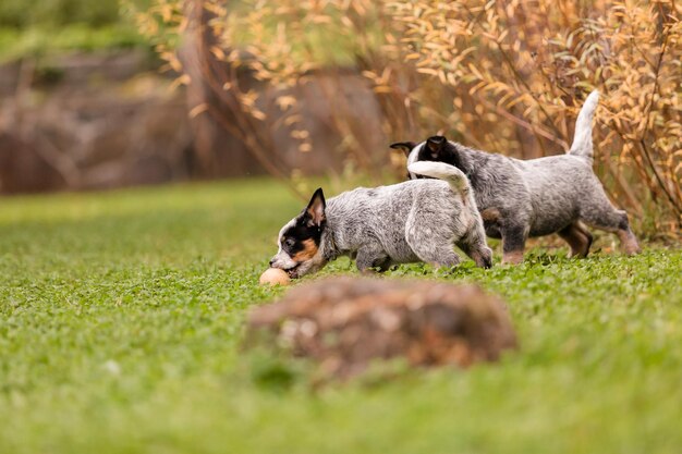 Cachorro de perro de ganado australiano al aire libre. Raza de perro blue heeler. Cachorros en el patio trasero