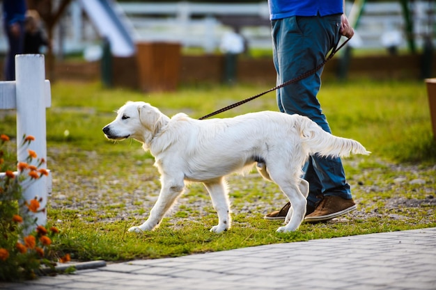 Cachorro de perro golden retriever en el parque Hombre caminando con su perro