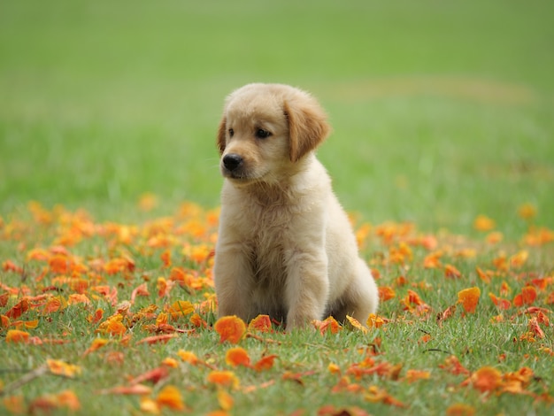 cachorro perro golden retriever en el parque