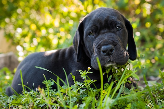 Cachorro de perro gran danés negro fuera sobre la hierba verde en caminar