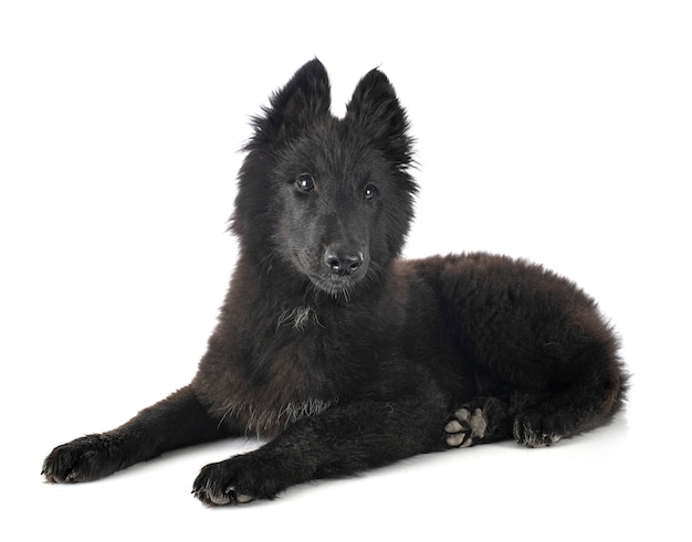 Cachorro de perro Groenendael delante de un fondo blanco