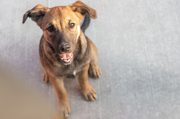 Cachorro de perro guardián divertido mira a la cámara sentado en suelo gris