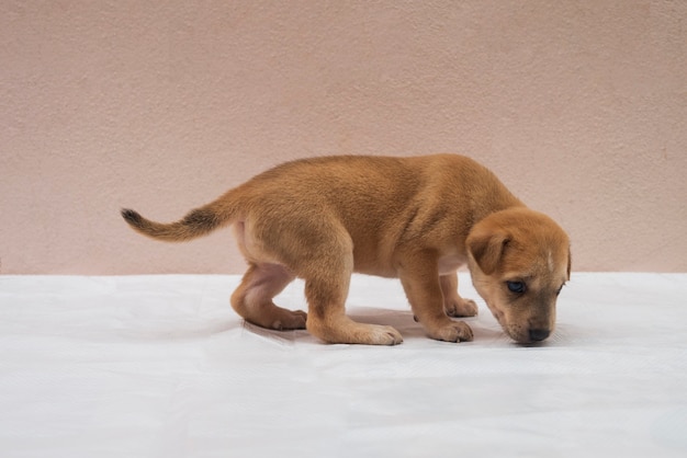 Cachorro de perro híbrido marrón está caminando, olfateando, topografía en el piso blanco