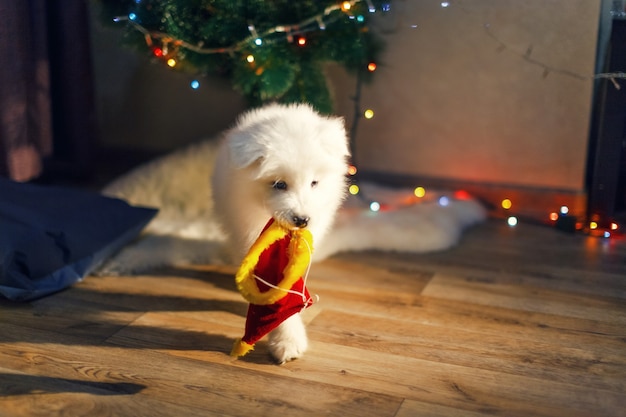 Cachorro de perro husky samoyedo. Decoraciones de Navidad y Año Nuevo. Perrito cerca del árbol de Navidad.