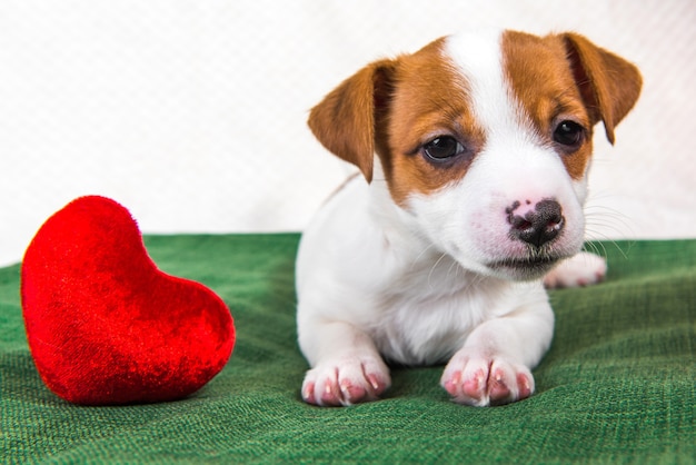 Foto cachorro de perro jack russell terrier está acostado con una almohada de corazón rojo