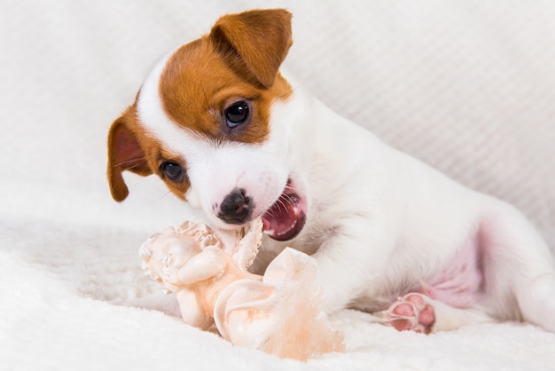 Cachorro de perro Jack Russell Terrier con ángel Cupido