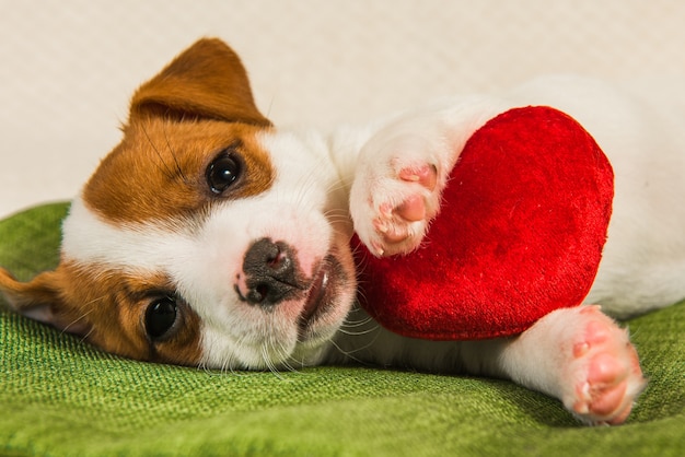 El cachorro de perro Jack Russell Terrier está mintiendo como un ángel con corazón rojo. Tarjeta de San Valentín.