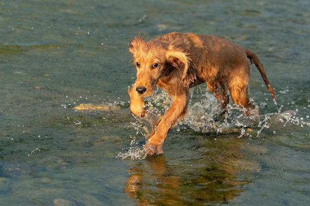 Cachorro perro joven cocker spaniel inglés mientras corre en el agua