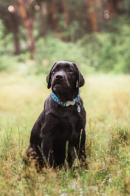 Cachorro de perro labrador negro