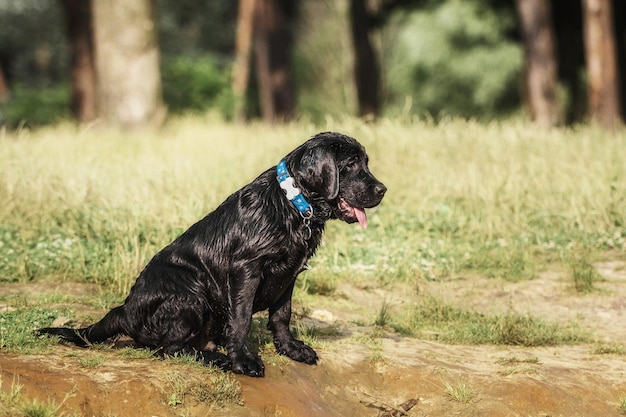 Cachorro de perro labrador negro