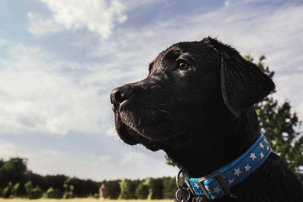 Cachorro de perro labrador negro