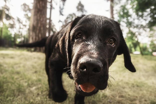 Cachorro de perro labrador negro