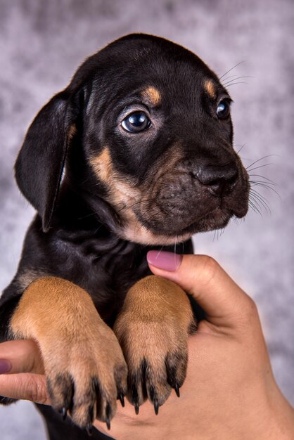 Cachorro de perro leopardo Catahoula de Louisiana cerrar retrato en manos sobre fondo gris