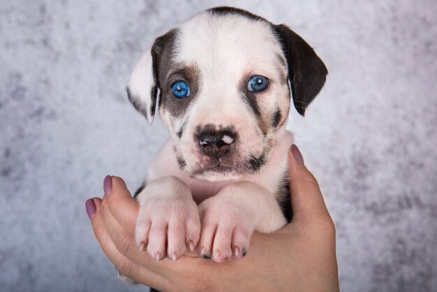 Cachorro de perro leopardo catahoula de Louisiana en manos