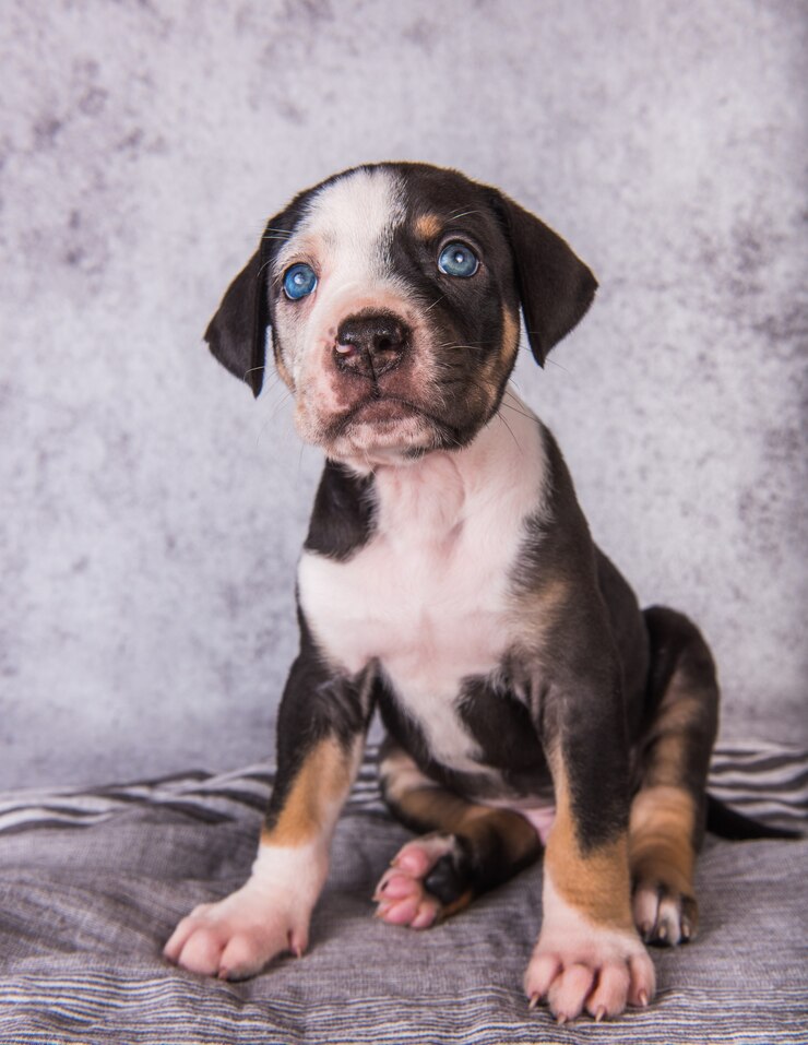 Foto cachorro de perro leopardo catahoula de louisiana retrato de cerca