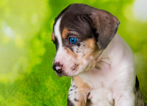 Cachorro de perro leopardo catahoula de Luisiana retrato de cerca