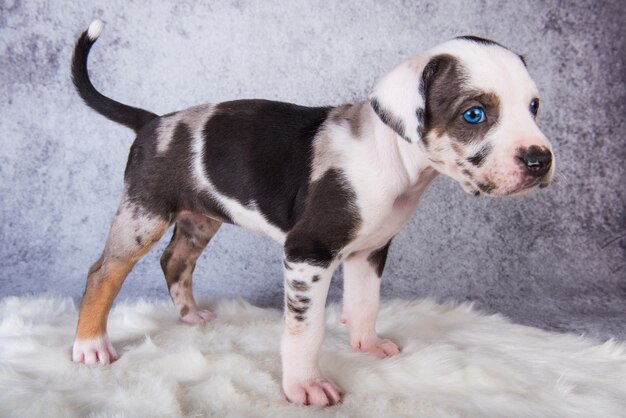 Cachorro de perro leopardo de Louisiana Catahoula de pie sobre gris