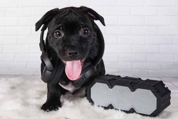 Cachorro de perro macho negro American Staffordshire Bull Terrier con softbox y auriculares en blanco