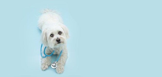 Cachorro de perro maltés y estetoscopio aislado en superficie azul. Concepto de cuidado de la salud de mascotas