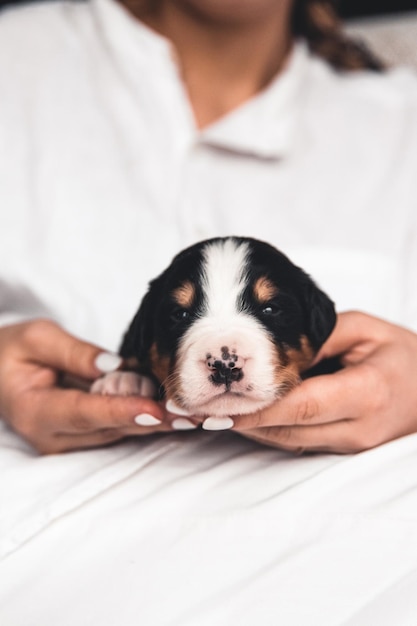 Cachorro de perro de montaña bernés en manos femeninas, cuidado de animales, recién nacidos