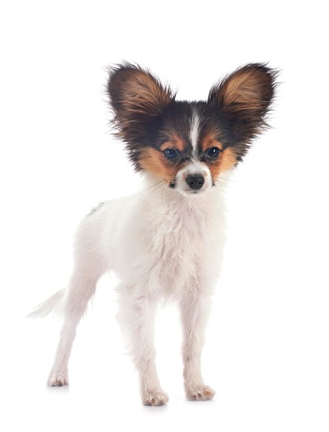 Cachorro de perro papillon delante de un fondo blanco