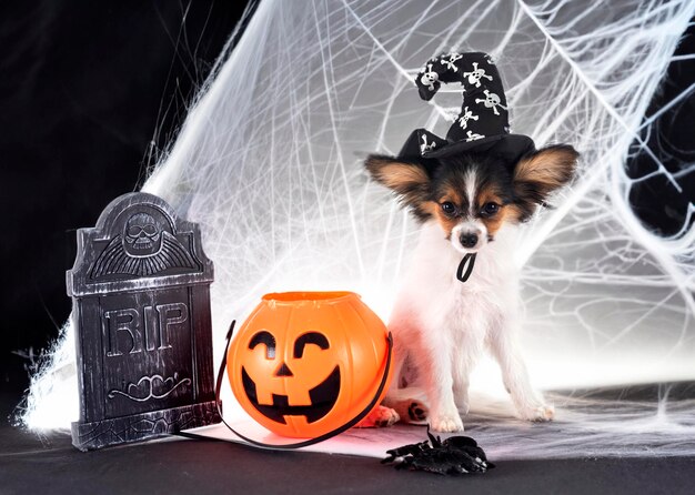 Cachorro de perro papillon delante de un fondo blanco