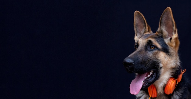 Cachorro de perro pastor alemán en auriculares, fondo negro aislado. El concepto de mascotas escucha espacio de copia de banner de música