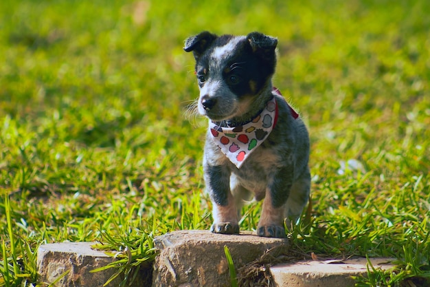 Foto un cachorro de perro pastor australiano blue heeler con un pañuelo que tiene un corazón