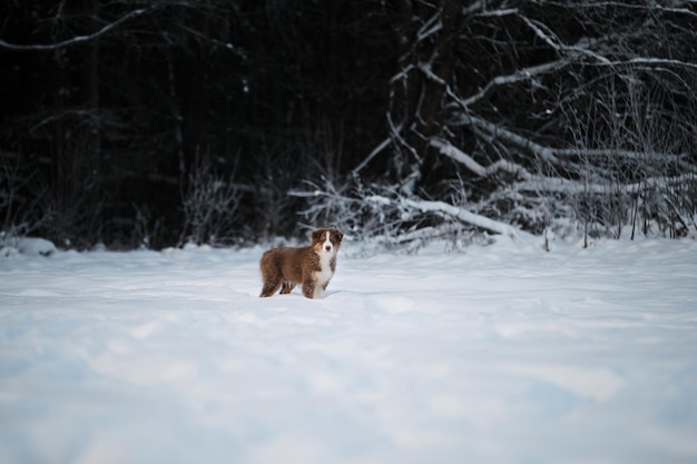 Cachorro de perro pastor australiano tricolor rojo con raya blanca se encuentra en la nieve contra el bosque nevado