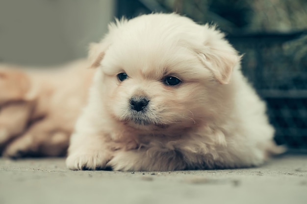 Cachorro de perro pequeño con piel de felpa esponjosa beige y cara graciosa y linda tirada en el suelo con nariz negra y ojos pequeños