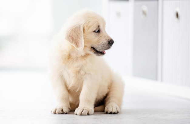 Cachorro de perro perdiguero divertido