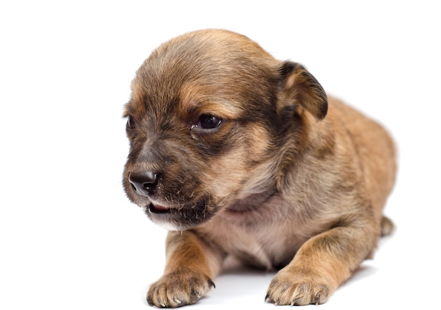 Cachorro de perro salchicha en blanco