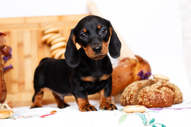 Cachorro de perro salchicha en la cocina