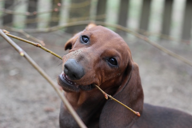 Foto cachorro de perro salchicha rojo sonriente come al aire libre