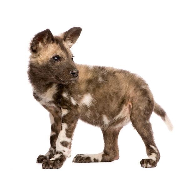 Cachorro de perro salvaje africano, Lycaon pictus en un blanco aislado