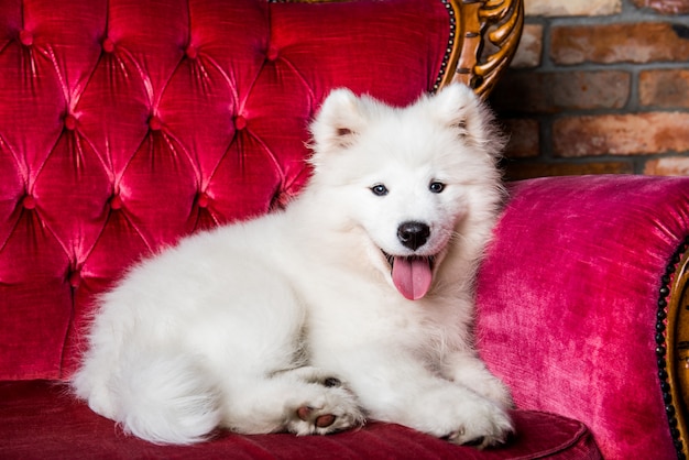 Cachorro de perro samoyedo en el sofá rojo de lujo