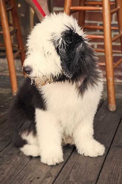 Cachorro de perro sentado sobre un piso de madera en Key West, EE.UU.