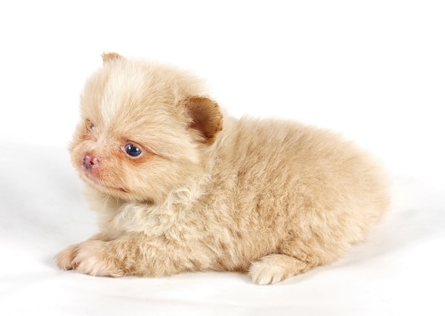 El cachorro del perro spitz en el estudio