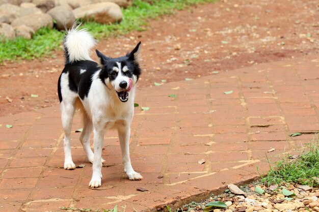 El cachorro de perro stand up show touge en jardín