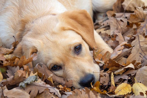 Cachorro de perro triste Labrador acostado sobre hojas caídas en el bosque