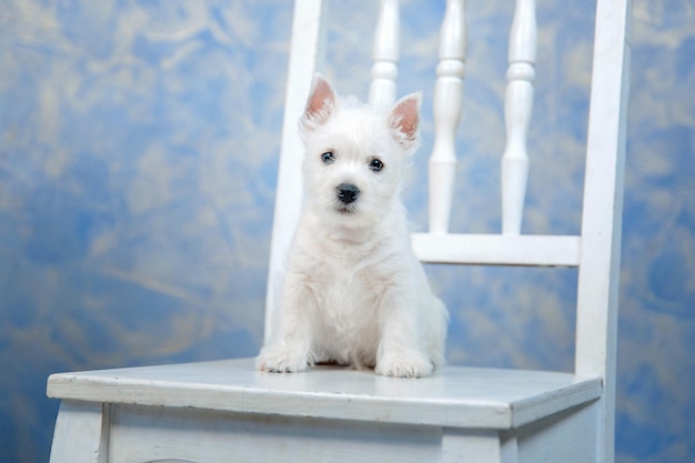 Cachorro de perro West Highland White Terrier