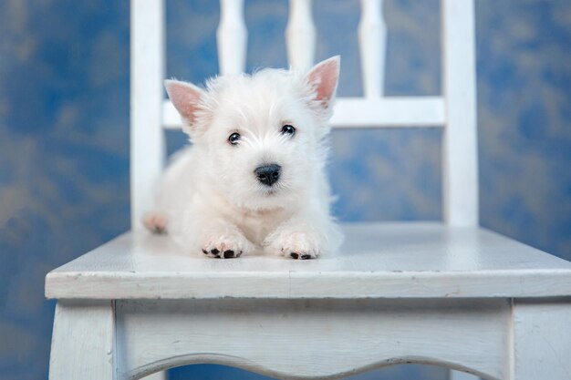 Cachorro de perro West Highland White Terrier