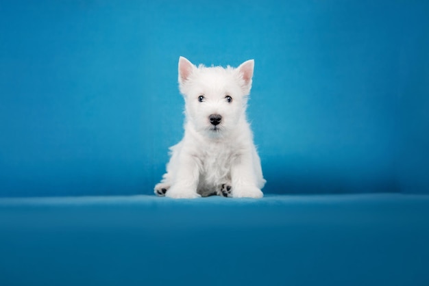 Cachorro de perro West Highland White Terrier